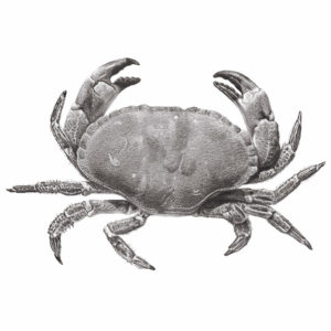 Edible Crab pencil drawing