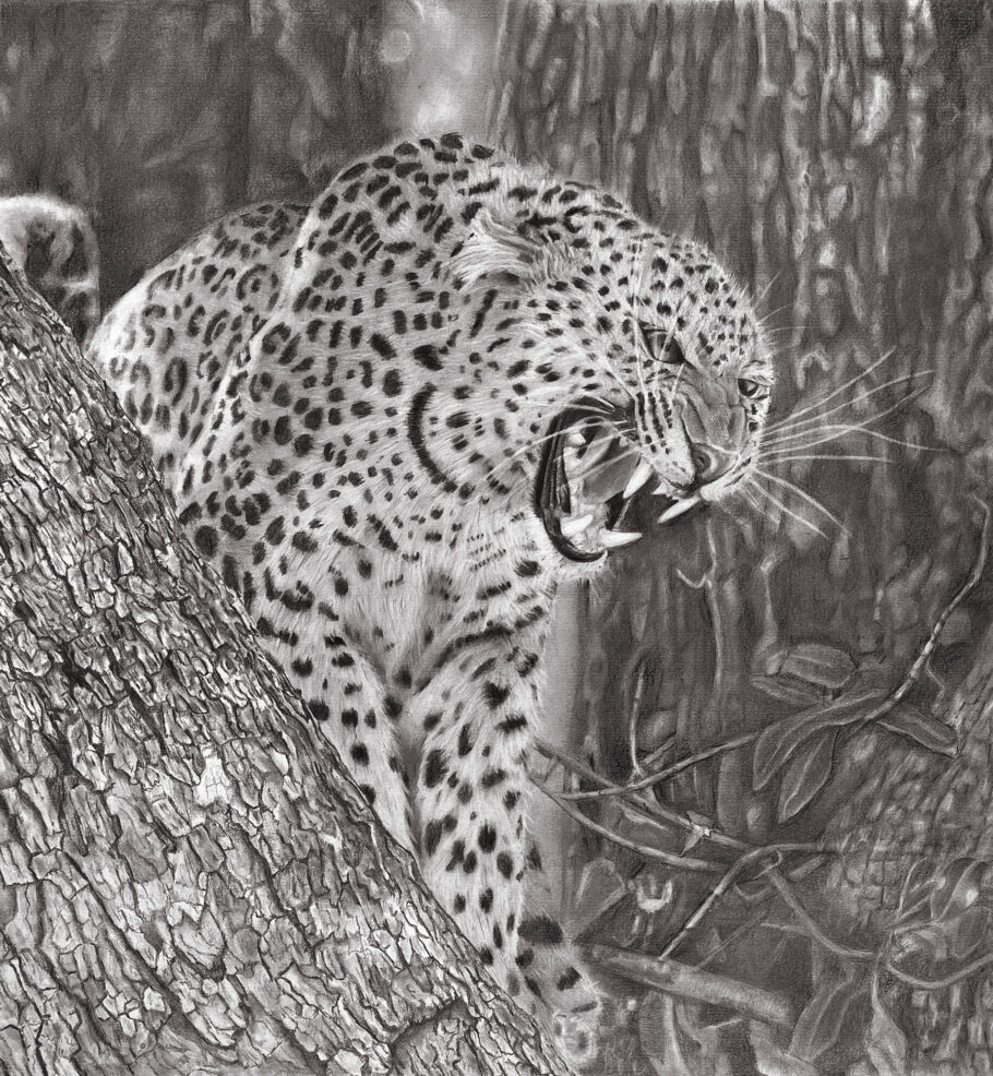 Leopard in a tree, defensive