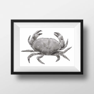 Edible crab pencil drawing - framed