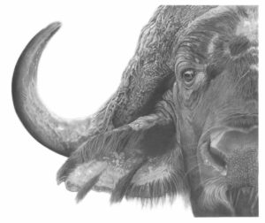 Buffalo drawing