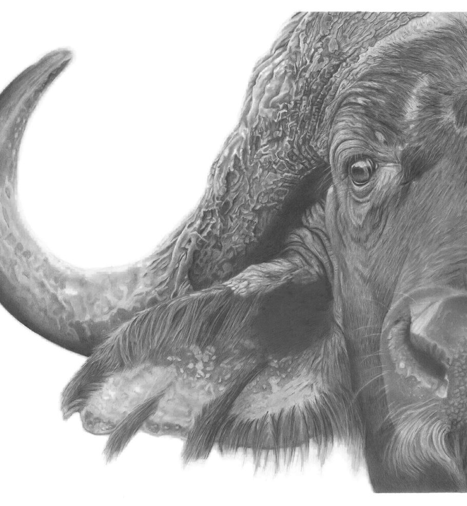 Buffalo drawing