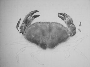 Edible Crab pencil drawing in progress