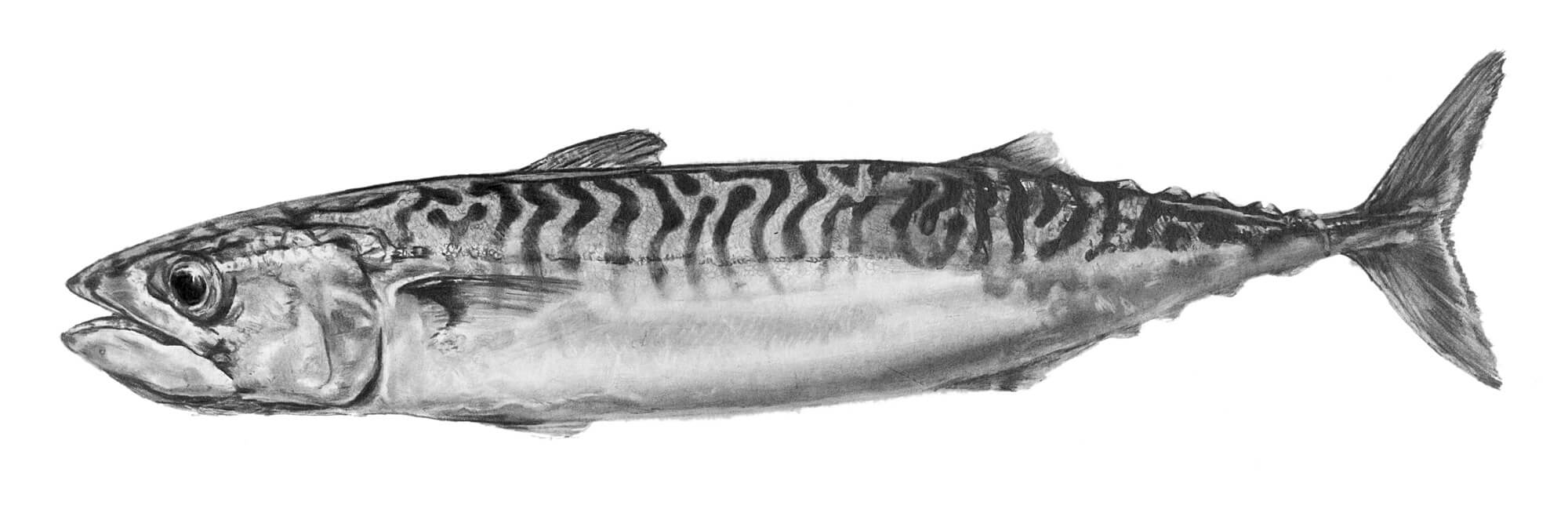 mackerel 1