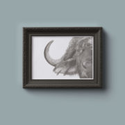 Framed buffalo drawings