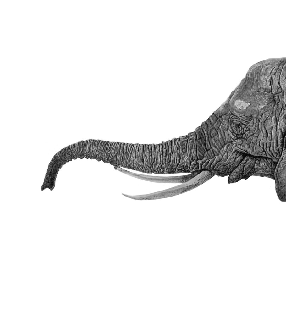Elephant portrait
