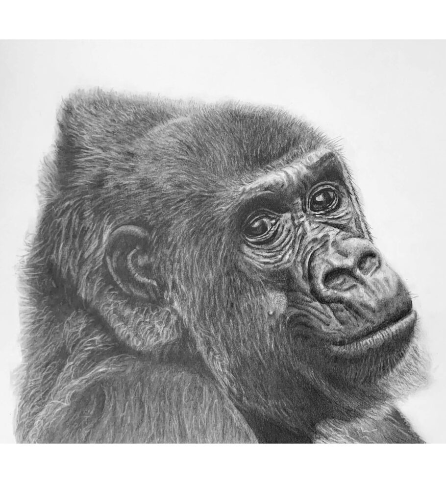 Gorilla drawing