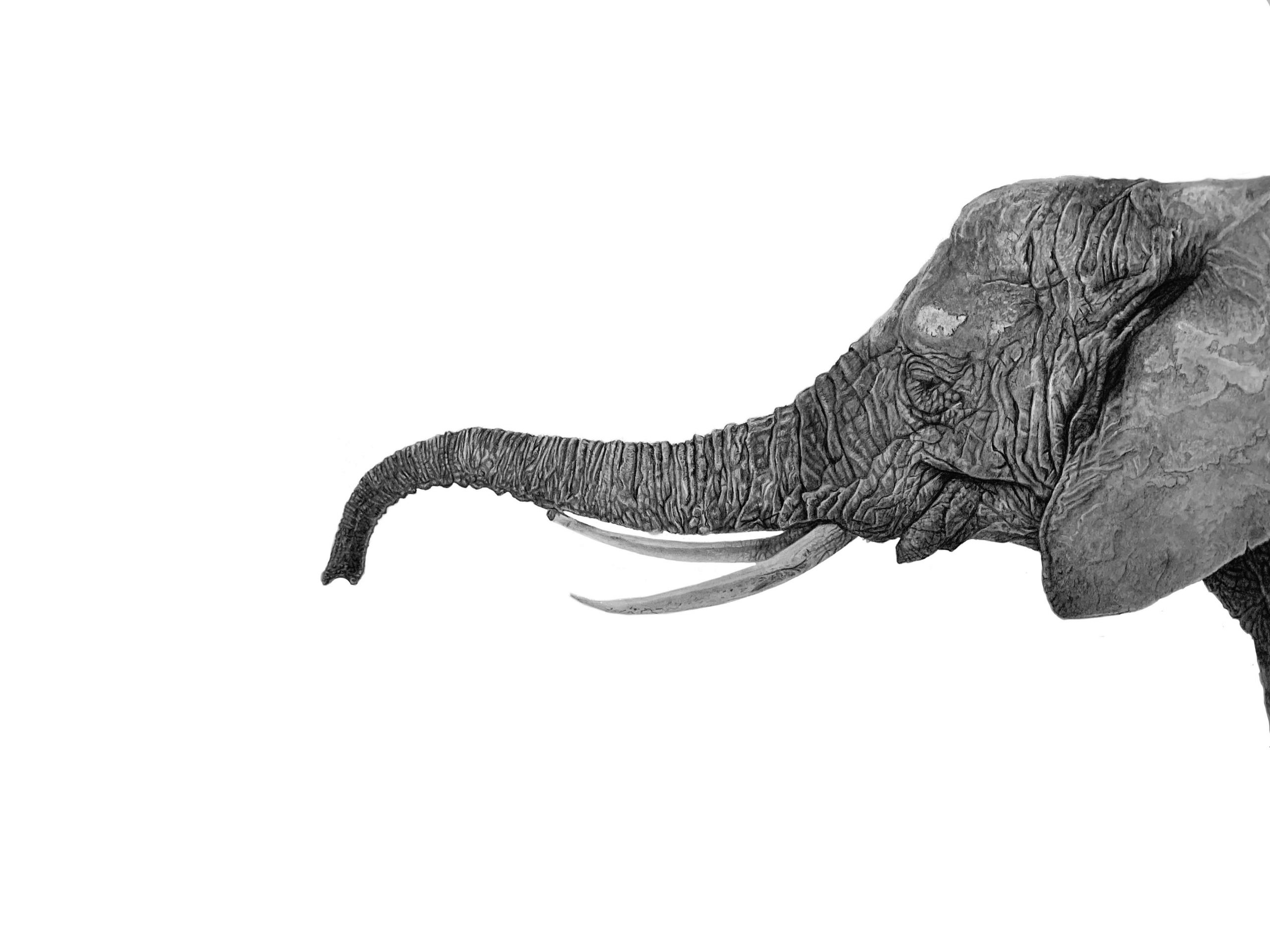 Elephant drawing Pencil drawing by Simon Knight, artist in Cornwall. Drawing for sale