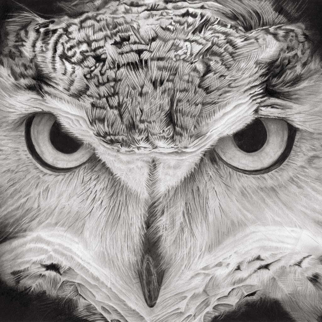 Long Eared Owl highly detailed Pencil drawing by Simon Knight, artist in Cornwall. Drawing for sale