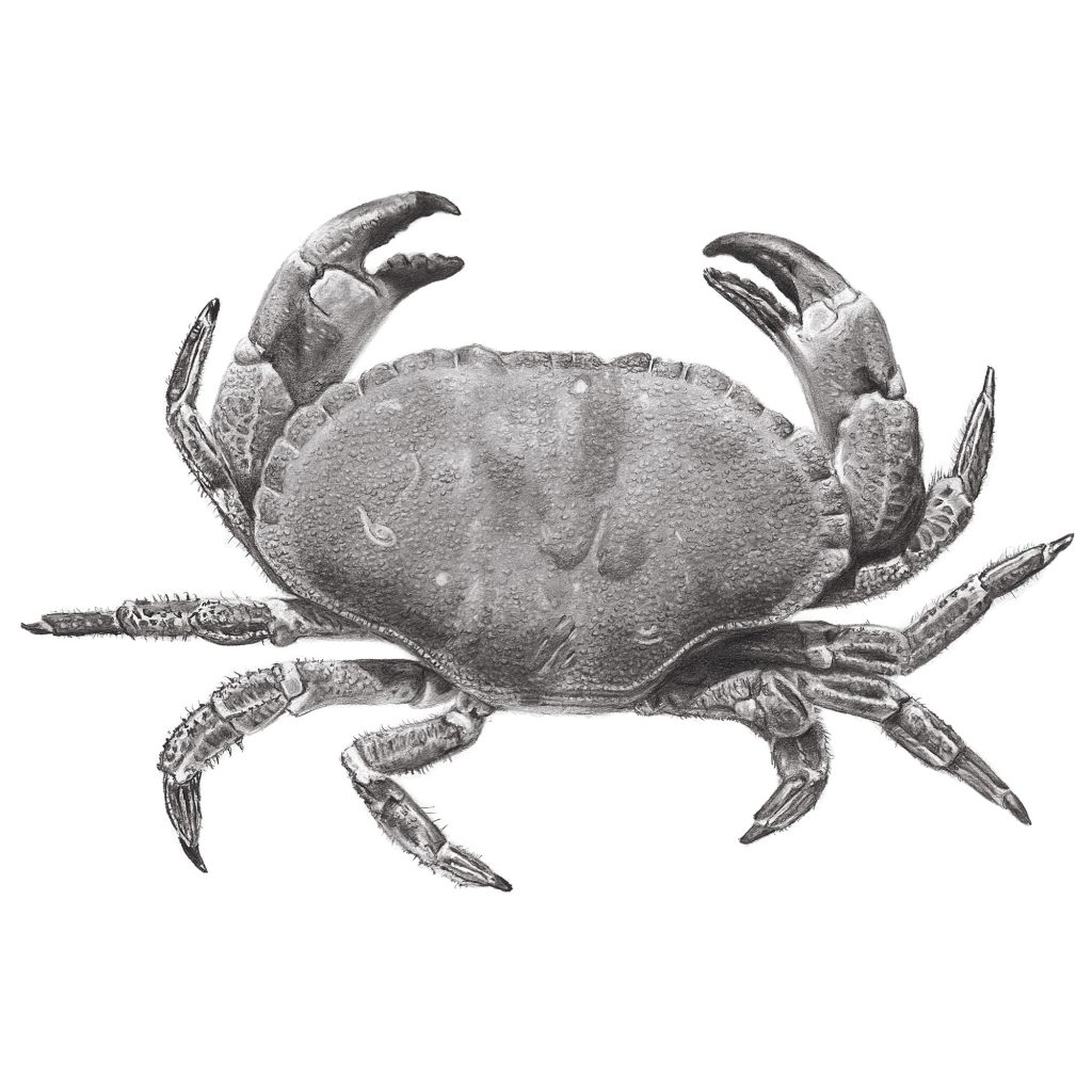 Edible Crab Pencil drawing by Simon Knight, artist in Cornwall. Drawing for sale