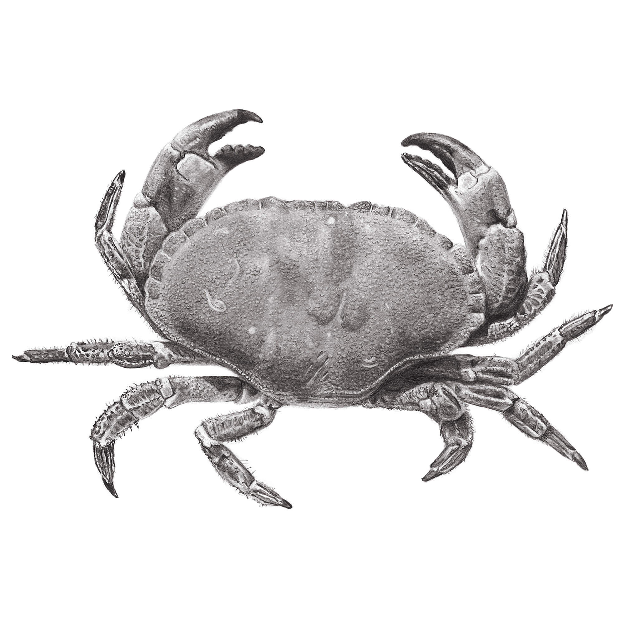 Edible Crab Pencil drawing by Simon Knight, artist in Cornwall. Drawing for sale