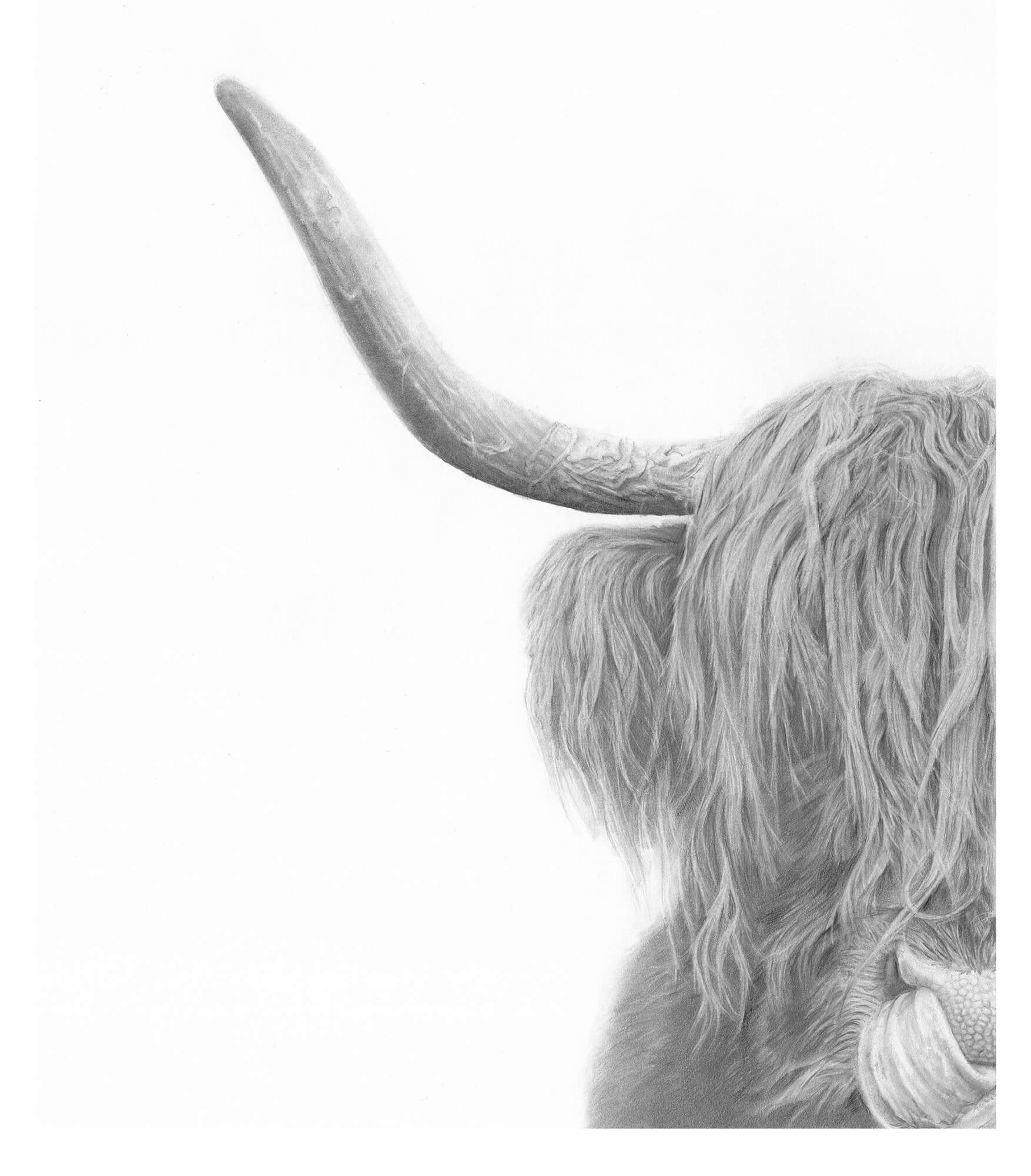 Highland Cow Pencil drawing by Simon Knight, artist in Cornwall. Drawing for sale