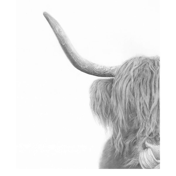 Highland Cow pencil drawing