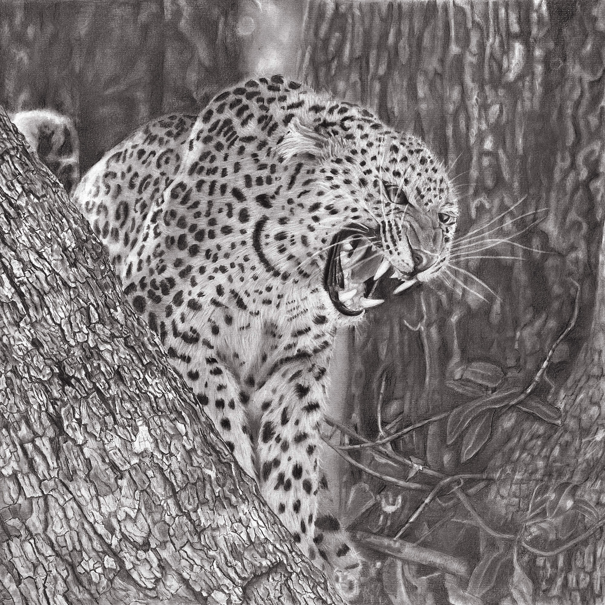 Leopard pencil drawing by Simon Knight, artist in Cornwall. Drawing for sale