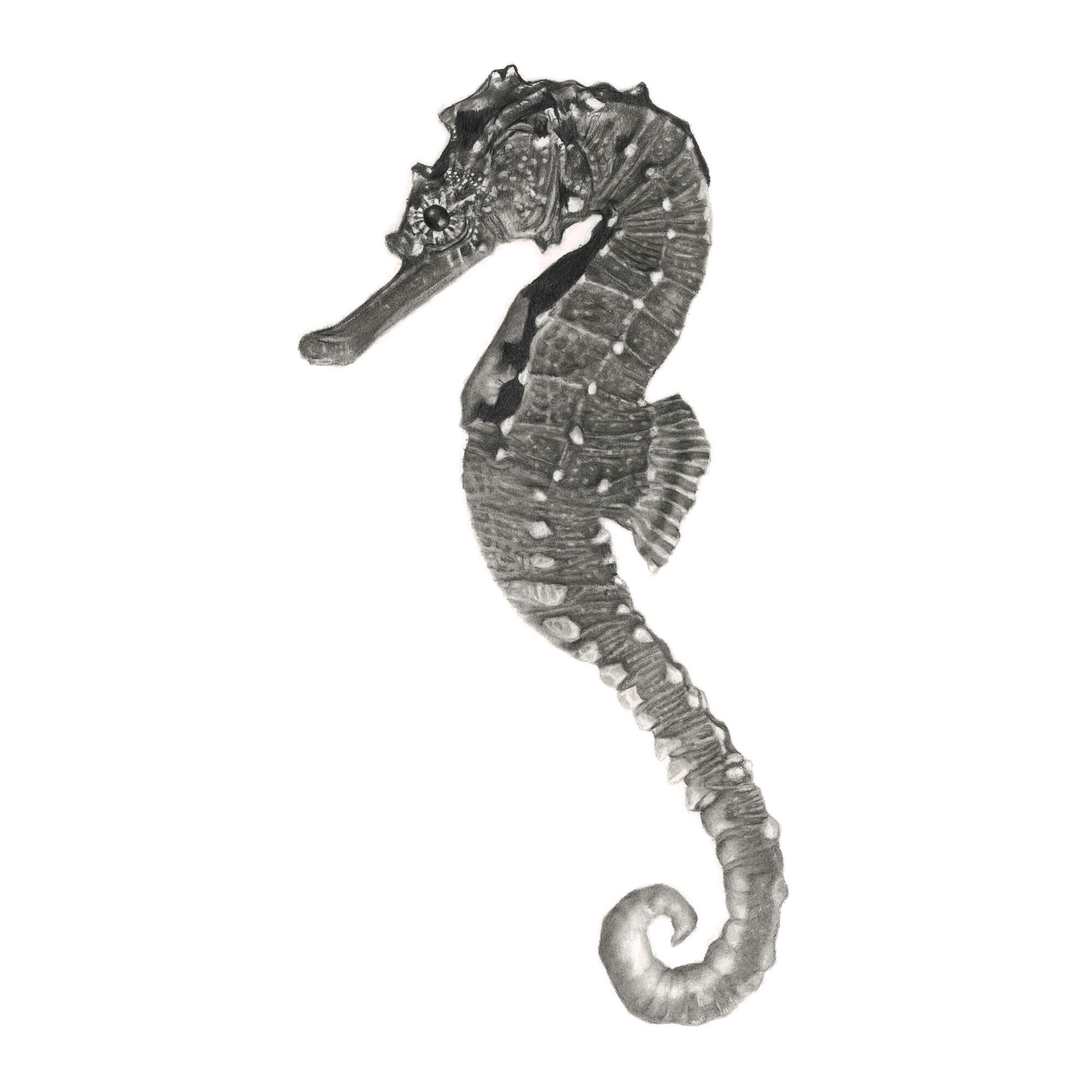 Seahorse Pencil drawing by Simon Knight, artist in Cornwall. Drawing for sale