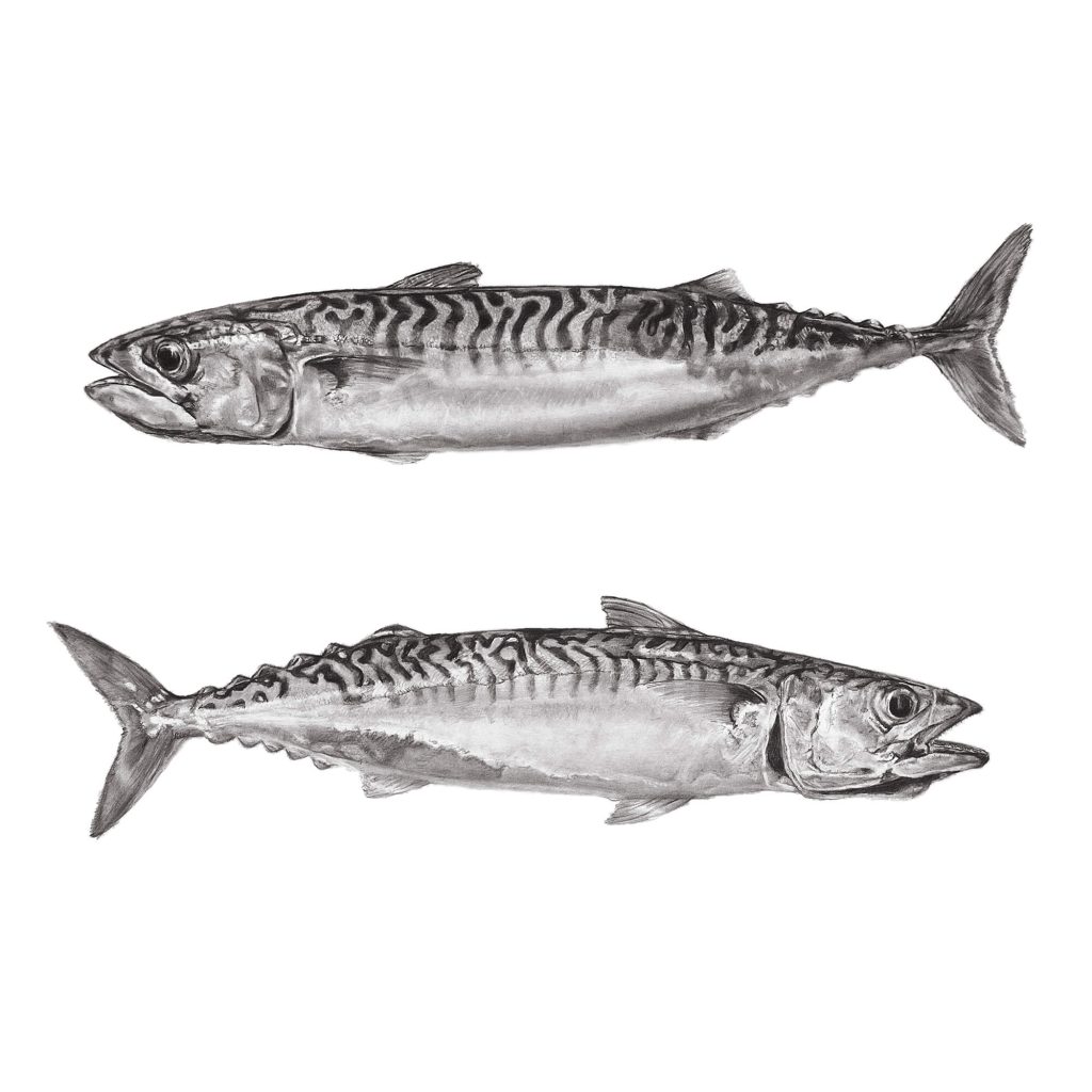 Mackerel Pencil drawing by Simon Knight, artist in Cornwall. Drawing for sale