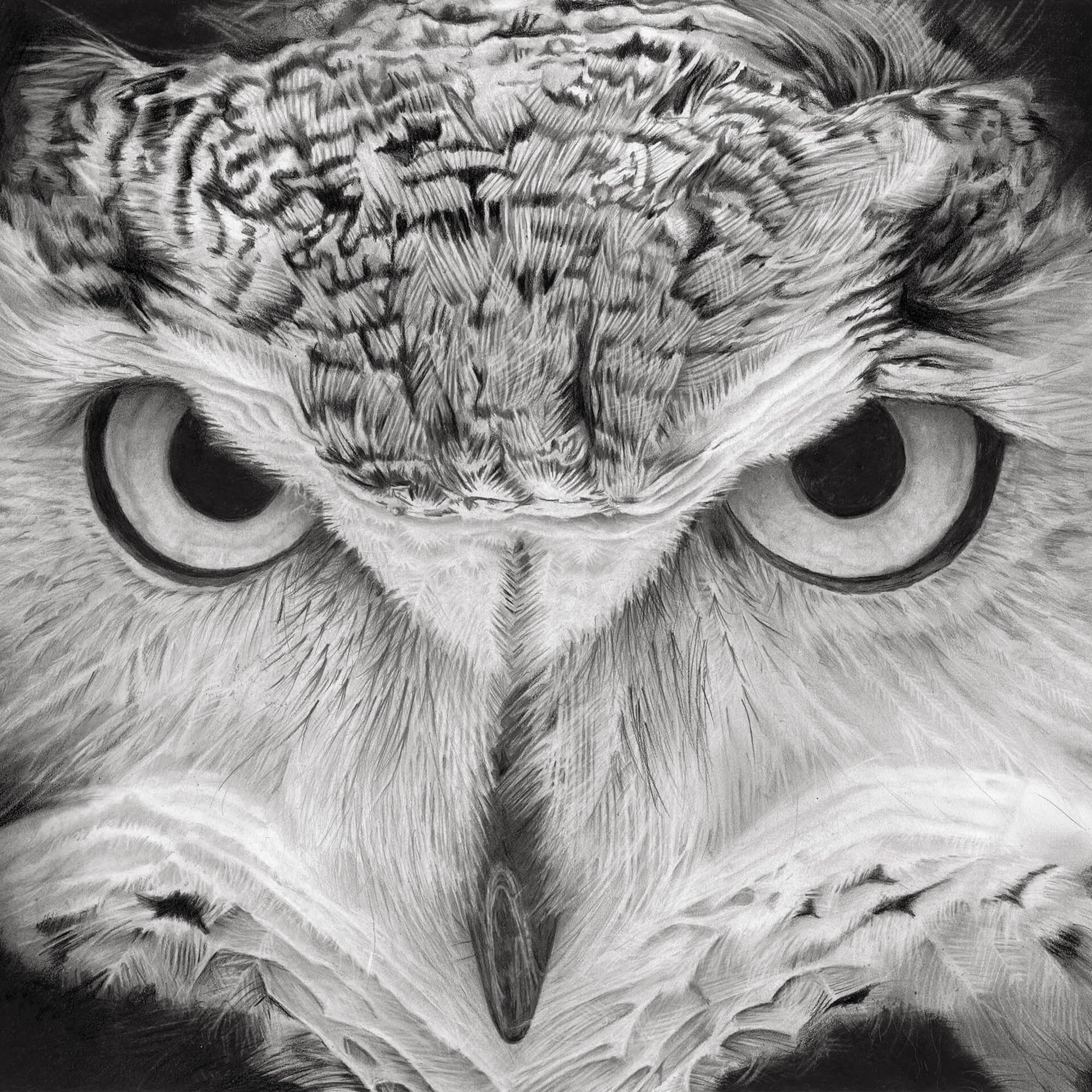 Owl pencil drawing by Simon Knight, artist in Cornwall. Drawing for sale