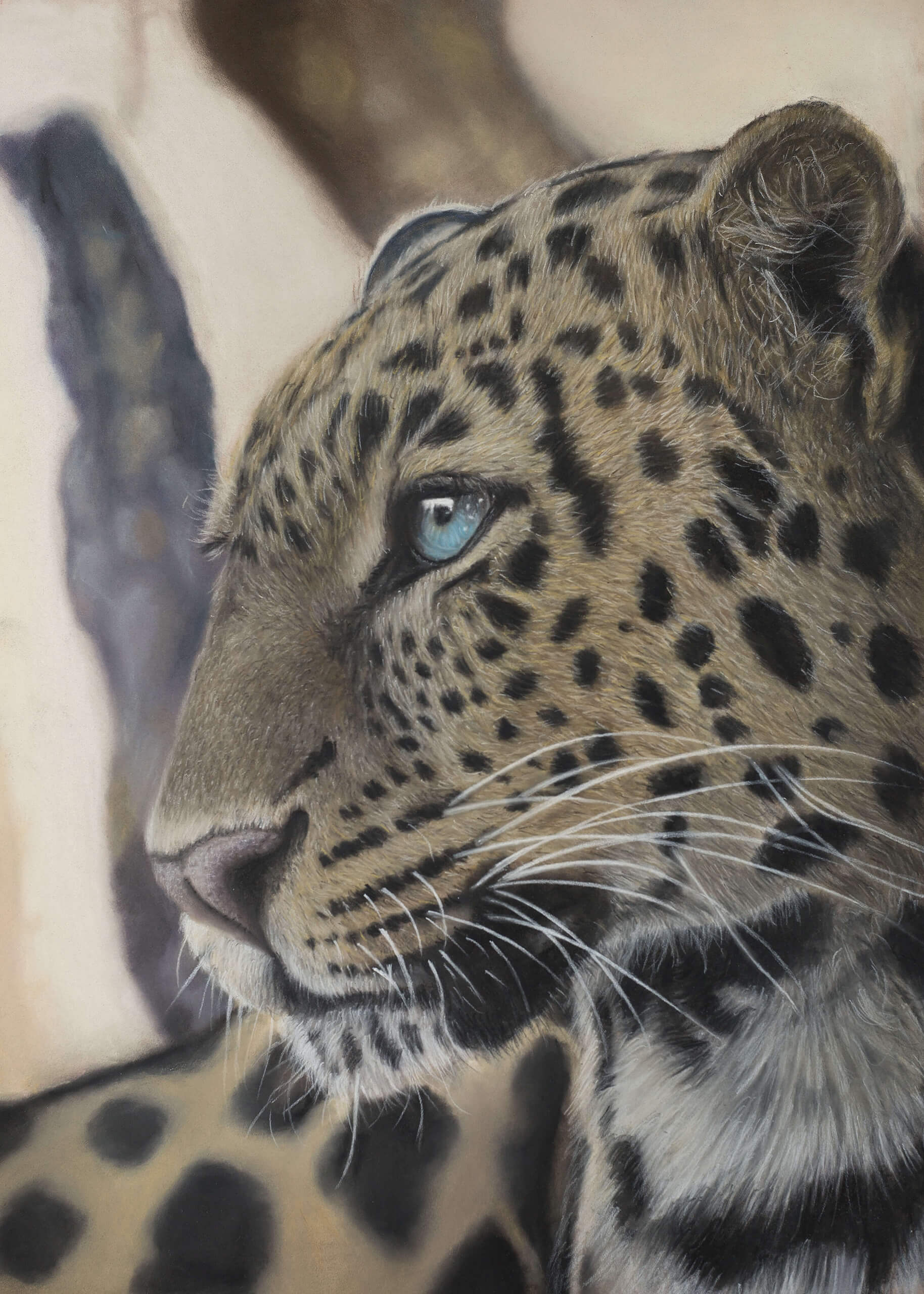 Leopard drawing Pastel drawing by Simon Knight, artist in Cornwall. Drawing for sale