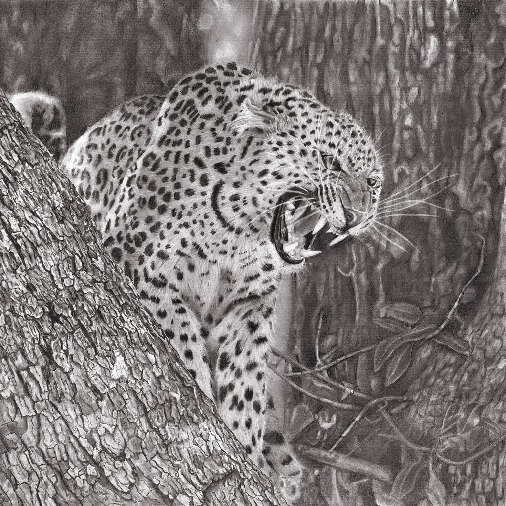 Leopard pencil drawing by Simon Knight, artist in Cornwall. Drawing for sale
